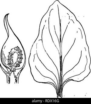 . Una molla flora per le scuole superiori. La botanica. AHsaema triphyllum, Jack-in--pulpito. Spadix globose, avvolto da un carnoso, spathe ovoidale. Fiori perfetti e peri- anth presente. (Symploka, connessione; karpos, frutta. Le ovaie sono coalescente in un composto di frutta.) â S. foetidus, Skunk cavolo. Stami 4, opposta sepali. Frutto di una massa globulare, composto di ingrandita e spugnosa, spadix, en- chiusura del semi sferica appena al di sotto della superficie. Un erba perenne con un odore forte come quella della Skunk. Un cluster di grandi, larghe foglie preceduta in primavera più precoce dal quasi sessili spa Foto Stock