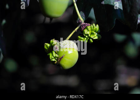 Acorn gall wasp, Andricus quercuscalicis, su acorn di farnia, Quercus robur, Baviera, Germania, Europa Foto Stock