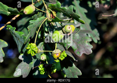 Acorn gall wasp, Andricus quercuscalicis, su acorn di farnia, Quercus robur, Baviera, Germania, Europa Foto Stock