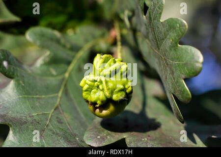 Acorn gall wasp, Andricus quercuscalicis, su acorn di farnia, Quercus robur, Baviera, Germania, Europa Foto Stock