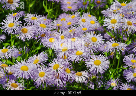 I fiori del giardino Fleabane o prato (Fleabane Erigeron speciosus) Foto Stock