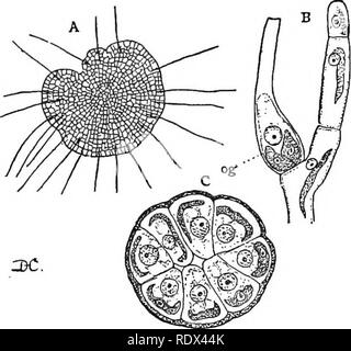 . Lezioni sulla evoluzione delle piante. La botanica; piante. 54 Evoluzione delle piante 9, C, an), e strettamente somigliare il zoospores tranne che per la dimensione e la perdita parziale o completa della clorofilla. Il spermatozoid ha un nucleo di grandi dimensioni con citoplasma relativamente piccolo come il nucleo è probabilmente di più impor- tanza in atto di fecondazione. A scadenza il oogonium si apre e permette l'en- trance di mobili spermatozoid, che una volta a Martellare a penna- trates nell'uovo-cella dove il suo nucleo si fonde con quella dell'uovo, così la concimazione. Come risultato della fecondazione delle uova diventa in- conferiti con Foto Stock