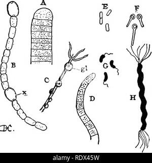 . Lezioni sulla evoluzione delle piante. La botanica; piante. La forma più semplice di vita 35 la maggior parte dei batteri vengono visualizzati sotto il microscopio, come ex- estremamente piccole, spesso apparentemente omogeneo corpi di varie forme - rotondo, oblunga, a forma di asta, ecc. (Fig. 5). Essi presentano frequentemente attivo sposta- menti che sono dovute alla presenza di eccessivamente fine ciglia. Si moltiplicano con straordinaria rapidità. :3C. Fig. 5 (Schizophyta). - A, la punta di un filamento di Oscillaria, uno della fissione (Algse Sohizophyceae). La cella viene riempita con il granulato proto- plasm, ma non definita nucleo o di plastidi possono fece ou Foto Stock
