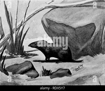 . [Raccolte ristampe, 1912-1919. Mammiferi; mammiferi e uccelli. 424 Campo Museo di Storia Naturale - zoologia, Vol. XL. Corto-tailed megera {Blarina brevicattda). Il corto-tailed megera si verifica comunemente in tutto il Wisconsin e Northern Illinois, ma a quanto pare intergrades con la minore, gara meridionale, B. brevicauda carolinensis, nella parte centrale di quest'ultimo stato. La media delle misurazioni, dato dal legno, di 39 esemplari di Warren, Iroquois e Champaign contee sono come segue: lunghezza totale, 4.49 in. (113 mm.); luci di coda vertebre, 0.90 in. (22,68 mm). Il corto-tailed megera, o Mole Shre Foto Stock