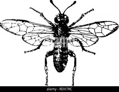 . Storia naturale. Zoologia. 574 INSECTAâORDER imenotteri. escrescenze chiamato galli su varie piante, specialmente sul rovere e rose anche se molte delle specie più piccole sono ; parassita i gruppi abitudini. generalmente classificati insieme grossolanamente come ichneumons, anche se hanno veramente includere diversi molto distinte famiglie, parassita sono altri insetti ; la scavando e vespe solitarie sono carnivori, le vespe sociali e le formiche sono onnivori e le api si nutrono di polline e miele di fiori. Le formiche, api e vespe, e le termiti o formiche bianche, che sono molto simili a loro, ma che belo Foto Stock