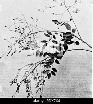 . La flora dell'Algeria. La botanica. Sapindus NO - Sapindaceas Saponaire Savonnier ou . Saponaria o sapone Berry- Albero di origine giapponese. La struttura ad albero femmina porta un grande dado che racchiude un kernel di grassi utilizzati al posto del sapone per scopi di pulizia.. Si prega di notare che queste immagini vengono estratte dalla pagina sottoposta a scansione di immagini che possono essere state migliorate digitalmente per la leggibilità - Colorazione e aspetto di queste illustrazioni potrebbero non perfettamente assomigliano al lavoro originale. Gubb, Alfred S. (Alfred Samuel), 1857-. Alger, Imprimerie Alge?rienne; Londra, Ballie?re, Tindall &AMP; Cox Foto Stock