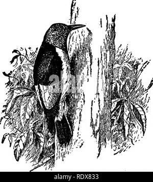 . [Raccolte ristampe, 1895-1916. Gli uccelli. Fig. 21.-sfarfallio. Lunghezza, circa 12J pollici. Uno dei più grandi picchi ben noto a tutti è lo sfarfallio o golden- picchio alato™ (fig. 21), che è in genere distribuita tra gli Stati Uniti dalla costa atlantica alle Montagne Rocciose. Vi è sostituito dal testo rosso-scopare^ flicker,™ che si estende verso ovest per il Pacifico. Le due specie sono come quasi iden- tical nelle abitudini alimentari come loro rispet- tivo ambienti consentirà a. La spia lampeggia mentre genuine woodpeck- ers, differiscono in qualche misura per abitudini dal resto della famiglia e sono Foto Stock