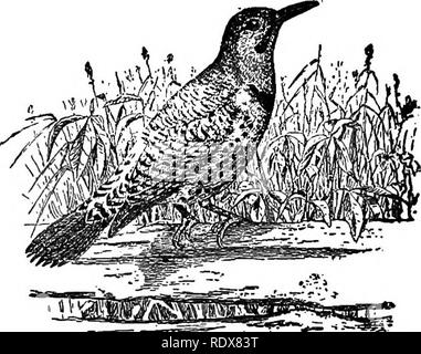 . [Raccolte ristampe, 1895-1916. Gli uccelli. 26 agricoltori' Bulletin 630.. Fig. 21.-sfarfallio. Lunghezza, circa 12J pollici. Uno dei più grandi picchi ben noto a tutti è lo sfarfallio o golden- picchio alato™ (fig. 21), che è in genere distribuita tra gli Stati Uniti dalla costa atlantica alle Montagne Rocciose. Vi è sostituito dal testo rosso-scopare^ flicker,™ che si estende verso ovest per il Pacifico. Le due specie sono come quasi iden- tical nelle abitudini alimentari come loro rispet- tivo ambienti consentirà a. La spia lampeggia mentre genuine woodpeck- ers, differiscono in qualche misura per abitudini dall Foto Stock