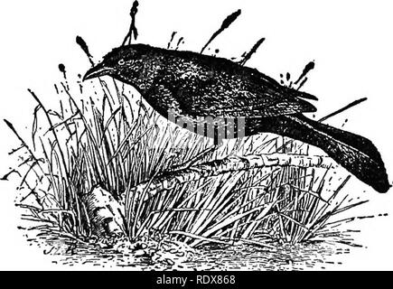 . [Raccolte ristampe, 1895-1916. Gli uccelli. 12 agricoltori' Bulletin 630. danno è spesso grave nessuno potrà negare. È evidente tuttavia che le prime varietà sono quelle più colpite; inoltre, che nelle grandi frutteti il danno non è percepibile, mentre in piccole piantagioni il raccolto intero è fre- temente distrutti. I fruscii. Il Crow blackbird o grackle" (fig. U ) in uno o più dei suoi sottospecie è un oggetto familiare in tutti gli Stati ad est delle Montagne Rocciose. Tutto l'anno è residente come lontano nord come Southern Illinois e in estate si estende la sua gamma in Canadia Foto Stock