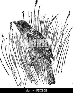 . [Raccolte ristampe, 1895-1916. Gli uccelli. Fig. 9.-Song sparrow. Lunghezza, circa 6i pollici. più numerosi. Inoltre gli insetti già menzionato, Molte vespe e bug aro prese. E Predacious hymenopterous parassita insetti e coleotteri predacious, tutti utili, si mangiano solo in una certa misura, in modo che nel suo complesso la dieta di insetti della nativa passeri può essere considerato benefico. Vi sono più record di patata-bug larvffi mangiato da scheggiature passeri. Il loro alimento vegetale è limitato al- la maggior parte esclusivamente a bard semi. Questo sembrerebbe indicare che l'alimentazione degli uccelli in una certa misura dal grano, BU Foto Stock
