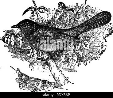 . [Raccolte ristampe, 1895-1916. Gli uccelli. Fig. 5.- -thrasher marrone. 11 pollici. Lunghezza, circa il marrone thrasher" (fig. 5) razze in tutti gli Stati Uniti ad est del Great Plains e inverni nel S'Atlantico del sud - e gli Stati del Golfo. Visita il giardino o frutteto, il suo nido, tuttavia, essendo in fitti cespugli o boschetti. Il thrasher preferito del tempo per slaging è in mattina presto, quando, arroccato sulla cima di una bussola o un albero, dà una mostra di vocal poteri che wonld fare credito al mockingbird. Infatti, nel sud, dove il lat- ter uccello è abbondante, il thrasher è noto come Foto Stock