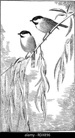 . [Raccolte ristampe, 1895-1916. Gli uccelli. BIEDS COMUNE DEL SUD-EST DEGLI STATI UNITI. 25 alloggi. Un uccello di boschi e oliveti, non si trova sulle aree brulla e spesso non scendere a terra. Da ciò ne consegue che il suo cibo è prevalentemente di tipo che può essere preso su alberi o cespugli, e quindi esclude tale massa-ab- iting insetti come le formiche e cavallette. Lo studio delle abitudini alimentari della Carolina Luisa si basa su un esame del contenuto del 210 stomachi raccolti in stati sudorientali. Il cibo con- sbted di 71.94 per cento sostanze animali e Foto Stock