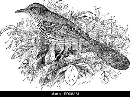. [Raccolte ristampe, 1895-1916. Gli uccelli. Comune UCCELLI DI SOUTHEASTERTST NEGLI STATI UNITI. 11 sembra che ci sia nulla da dimostrare che il mockingbird mangia frutta domestico ad una misura pregiudizievole. Esso ha in generale goduto circa lo stesso posto nelle affezioni della gente del sud che è tenuto da Robin nel nord e a giudicare dai risultati ofthisinvestigationit ben merita il posto.-f. e. l. b. BROWN THRASHEE.i * Alcuni uccelli excel il marrone thrasher nella dolcezza della canzone, ma ia in modo timido che con le sue note non sono sentite abbastanza spesso di essere apprezzato. Il suo tempo favorito per il canto è in ear Foto Stock
