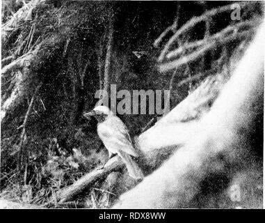 . Gli uccelli di Gran Bretagna : la loro distribuzione e abitudini . Gli uccelli. Passeres 25 i cinque o sei uova sono verdastro con rufous macchie, solitamente collocate in un anello. Essi possono essere trovati dai primi di aprile ad agosto, così senza dubbio due covate sono allevati in una stagione. Il nido è ben nascosta e la gallina si trova a stretto contatto. Il nostro uccello è confinata in Europa e Nord Africa, ma è più vicino a parenti.. Il Redstart Redstart o Fire-taU (Phoenicurus phoenicurus) UEO è conosciuto in tutta l'Inghilterra e la Scozia da aprile a settembre, ma è rara in Irlanda e raggiunge quasi le nostre isole del nord. Non è affatto un timido Foto Stock