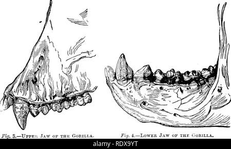 . Storia naturale. Zoologia. Il regno animale. i denti impiantati nel premaxillary ossa, che sono sempre di un com- paratively tipo semplice, con singole radici, sono denominate incisivi. Nella grande. La ganascia inferiore o il Gorilla. maggioranza dei mammiferi, non ci sono più di tre coppie di questi denti, anche se ci possono essere quattro o cinque coppie in Pouched mammiferi. Il primo dente nella mascella superiore che è impiantato nell'osso mascellare e è molto generalmente lunga e il brosmio-simili, è denominato il canino ; questo dente essendo inoltre di tipo semplice e generalmente con una singola radice indivisa. Dietro questo c Foto Stock