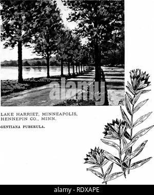 . Conoscere le caratteristiche della strada; i fiori, arbusti, uccelli ed insetti. Storia naturale. Il lago di Harriet, MINNEAPOLIS HENNEPIN CO., DCIM. GENTIANA PUBERULA.. Si prega di notare che queste immagini vengono estratte dalla pagina sottoposta a scansione di immagini che possono essere state migliorate digitalmente per la leggibilità - Colorazione e aspetto di queste illustrazioni potrebbero non perfettamente assomigliano al lavoro originale. Mathews, F. Schuyler (Ferdinando Schuyler), 1854-1938. New York, D. Appleton e azienda Foto Stock