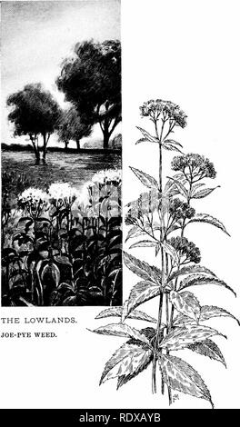 . Conoscere le caratteristiche della strada; i fiori, arbusti, uccelli ed insetti. Storia naturale. LOWLANDS JOE-PYE WEED.. Si prega di notare che queste immagini vengono estratte dalla pagina sottoposta a scansione di immagini che possono essere state migliorate digitalmente per la leggibilità - Colorazione e aspetto di queste illustrazioni potrebbero non perfettamente assomigliano al lavoro originale. Mathews, F. Schuyler (Ferdinando Schuyler), 1854-1938. New York, D. Appleton e azienda Foto Stock