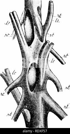 . L' origine di una terra flora, una teoria basata su fatti di alternanza. Morfologia delle piante. MARATTIACEAE 52S non sarà necessario descriverlo in dettaglio qui: Il nostro scopo sarà piuttosto a portarlo in relazione con il meno complesso di altri sistemi di felci e con il parente di fossili. Questo è il più facilmente possibile facendo riferimento alla piantina-struttura e di quei generi che sono meno complicato nel loro stato maturo ; per vi è una notevole varietà di complessità in diversi generi vivente della famiglia. Si è trovato che Kaulfussia e Archangiopteris sono relativamente semplici, mentre Foto Stock