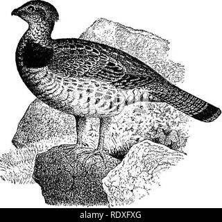 . Nomi e ritratti di uccelli che interesse artiglieri, con descrizioni in lingue compresa dalle persone;. Gioco e Gioco-uccelli; uccelli. No. 41. Bonasa umbellus. Le marcature di cui alla presente in modo lasco feathered grouse sono peculiarmente complicato, e le sue tinte prevalenti variabile; la differenza tra i più grigi bird e il brownest, anche in una stessa località, essendo molto grande. Alcuni possono considerare una descri- zione inutile di un uccello in modo ben noto come questo. Tet io stesso ho girato con il vecchio e sperimentato gunners sulle praterie occidentale e meridionale della costa del mare che non aveva mai visto un vivo o morto Foto Stock