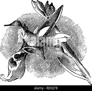 . Freaks e meraviglie della vita vegetale; o curiosità di vegetazione. Impianto di anatomia. 270 freaks di vita vegetale. Fig- 45--Beccaccino Orchis ("del giardiniere cronaca").. Si prega di notare che queste immagini vengono estratte dalla pagina sottoposta a scansione di immagini che possono essere state migliorate digitalmente per la leggibilità - Colorazione e aspetto di queste illustrazioni potrebbero non perfettamente assomigliano al lavoro originale. Cooke, M. C. (Mardocheo Cubitt), b. 1825. Londra, Società per la promozione della conoscenza cristiana; New York, E. &AMP; J. B. Giovani Foto Stock