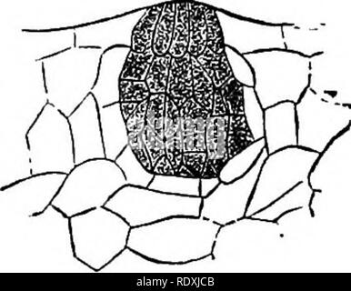 . Freaks e meraviglie della vita vegetale; o curiosità di vegetazione. Impianto di anatomia. Brocca-piante. 117 S£&amp; &LT;cxtends su ciascun lato e al di sotto di tutti è il fondo del bricco, che è liscia e senza ghiandole. La superficie di conduzione in ripiano è arredata con ihairs sporgenti verso il basso. Guardando questa disposizione come quella di un fly-la cattura di apparecchiatura, sembra essere mirabilmente adattato allo scopo il tegolino sporgente, diretto verso il basso i peli con cui esso è fur- nished e incurvata •denti del cerchio, tutte presenti •ostacoli all'uscita di qualsiasi insetto che può entrare. Piccolo Foto Stock