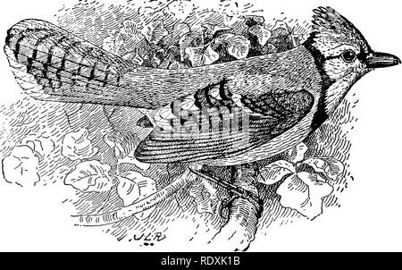 . [Raccolte ristampe, 1895-1916. Gli uccelli. 14 bacche di ginepro. I lamponi e more trovata nel stom- sca erano gli unici frutti che potrebbe aver appartenuto a coltivato of- cravatte, e la quantità è stata irrisoria. Non vi è quasi un più utile specie di phoebe circa la fattoria e si dovrebbe ricevere ogni incoraggiamento. Per arredare Nesting scatole è inutile, come si preferisce in genere un più aperto situazione, come un capannone o un cantuccio sotto la grondaia, ma deve essere protetto da gatti e altri predoni. Il BLUB JAY. (Cyanocitta cristata.) Il blue jay (fig. 8) è un uccello comune di th Foto Stock