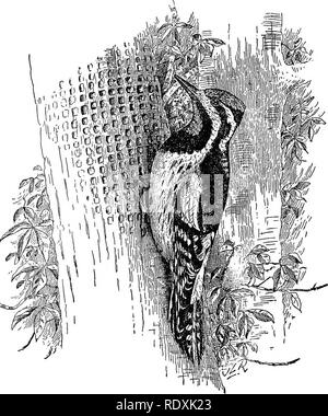. [Raccolte ristampe, 1895-1916. Gli uccelli. 10 poison ivy, sutnac, e pochi arbusti otlier. Lo sfarfallio si mangia anche un gran numero di piccoli frutti e semi di un considerevole numero di arbusti e piante infestanti. Nessuna delle tre specie è molto dato da mangiare culti- vated frutti o vegetali. La rossa è stato accusato di mangiare di più grandi tipi di frutta come mele, e anche di prendere un notevole il mais. Lo stomaco esami mostrano che in una certa misura questi oneri sono giustificate, ma che l'abitudine non è abbastanza prevalente a causare molti danni. È molto affezionato del montante, specialmente beechnuts, e siamo Foto Stock