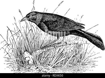 . [Raccolte ristampe, 1895-1916. Gli uccelli. 25 diventa molto rare o scompare del tutto, a causa del fatto che col- lects in grandi branchi e si ritira in qualche luogo tranquillo, dove il cibo è abbondante e dove si può restare indisturbati durante la stagione di muta, ma in questi ultimi giorni di agosto e per tutto il mese di settembre di solito riappare in un immenso numero prima di muoversi verso sud. È evidente che un uccello così grande e così abbondante può esercitare un importante influsso sul benessere agricoli del paese abita. Il Crow blackbird è stato accusato di molti peccati, come rubare grano Foto Stock