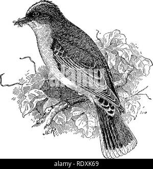 . [Raccolte ristampe, 1895-1916. Gli uccelli. 11 Il solo agenti in grado di far fronte con successo con alcuni nemici di insetti delle foreste, e in qualche misura di albero da frutta salso. Per questo motivo, se non per altri, essi devono essere protetti in ogni possibile Avay. Il KINGBIED. (Tyrannus iyrannus.) Il kingbird (fig. 6) è essenzialmente un amante del frutteto e dove- sempre il nativo di boschetti sono stati sostituiti da alberi da frutto questa pugna- cious bird prende la sua dimora. Essa le razze in tutti gli Stati ad est delle Montagne Bocky, e meno comunemente nel grande bacino e sulla costa del Pacifico. Esso migra in modo Foto Stock