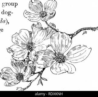 . Conoscere le caratteristiche della strada; i fiori, arbusti, uccelli ed insetti. Storia naturale. EARLY-FLOWBRINa arbusti. 29 che dovrebbe essere confusa con la cosiddetta poison sanguinello {Rhus venenata) * appartenenti ad un bel dif- ferent famiglia (anacardi), che include il sumachs. Il vero sanguinello della famiglia Cornaceai non sono velenosi. I pregi- est membro del gruppo è la fioritura fare, legno {Cornus jlorida), che porta un grande fiore con quattro tacche, petallike, vistosi white leaf- consente di impostare tutto il minuscolo broccoli verdastro. Il flusso- ers appaiono in maggio prima le foglie sono completamente fuori; th Foto Stock