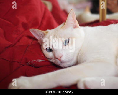 Mitzie il punto di fiamma siamesi con bellissimi occhi azzurri raffreddamento sul suo coperta di rosso Foto Stock