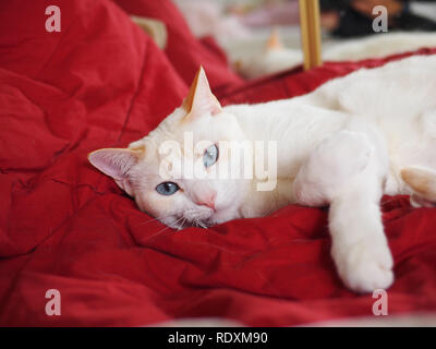 Mitzie il punto di fiamma siamesi con bellissimi occhi azzurri raffreddamento sul suo coperta di rosso Foto Stock