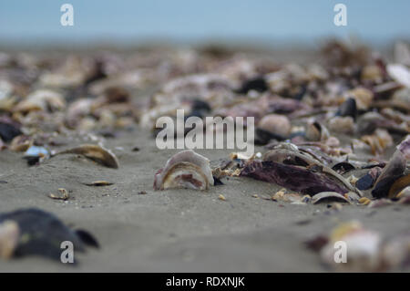 Spiaggia della Normandia Ostrica vecchia fattoria Foto Stock