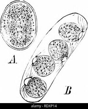 . La botanica della pianta vivente. La botanica. 394 botanica della pianta vivente divisioni ripetute per formare corto discoidale di cellule, che sono il antheridia. Ciascuna, su opcnmg nello stesso modo, set gratuito di due spermaiozoids, il risultato della divisione del suo protoplasto. Essi assomigliano al zoospores nella forma, ma sono più piccoli. In alcune specie particolari impianti di piccole dimensioni (dwarf- maschi) sono prodotte da piccole zoospores, che fix stessi nel quartiere di oogonium, e dividendo in poche cellule, liberare il loro spermatozoids vicino all'apertura (Fig. 331, (T, D). Fertilisa- tion segue dalla fusione del sptrmatozoid Foto Stock