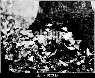 . Le famiglie di piante in fiore. Piante; fanerogame. Il mondo della pianta. Fig. 87. Il hepatica, Hepatica Hepalica. Dopo la fotografia dal sig. Carl Krebs, Cleveland, Ohio. Si prega di notare che queste immagini vengono estratte dalla pagina sottoposta a scansione di immagini che possono essere state migliorate digitalmente per la leggibilità - Colorazione e aspetto di queste illustrazioni potrebbero non perfettamente assomigliano al lavoro originale. Pollard, Charles Louis, 1872-. Washington, D. C. , il mondo della pianta di Co Foto Stock