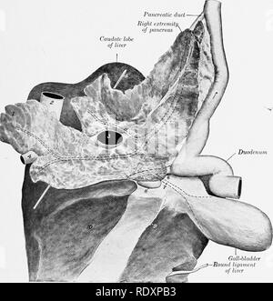 . L'anatomia di animali domestici . Anatomia Veterinaria. Il pancreas 469 coperti in larga misura dal peritoneo. Esso è attaccato al fegato a e laterale alla fessura del portale e la crura della membrana. Tra queste adesioni è gratuito e costituisce la parete ventrale del forame epiploico. Sul lato destro si estende all'indietro oltre il lobo caudato del fegato tra gli strati del mesoduodenum; qui è in contatto con la parte superiore del fianco al lombo- angolo di costiera ed è correlato dorsalmente al rene destro e dal suo ventro-laterali' dotto pancreatico - destra e Foto Stock