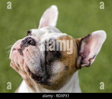 Variopinto bulldog francese femmina cercando con elemosinare la faccia. Foto Stock