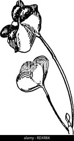 . Un manuale di piante velenose, principalmente nel Nord America orientale, con brevi note su economico e piante medicinali e numerose illustrazioni. Piante velenose. AQUIFOLIACEAE-CELASTRUS 615. Si prega di notare che queste immagini vengono estratte dalla pagina sottoposta a scansione di immagini che possono essere state migliorate digitalmente per la leggibilità - Colorazione e aspetto di queste illustrazioni potrebbero non perfettamente assomigliano al lavoro originale. Pammel, L. H. (Louis Hermann), 1862-1931. Cedar Rapids, Ia. , la torcia premere Foto Stock