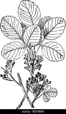 . Un manuale di piante velenose, principalmente nel Nord America orientale, con brevi note su economico e piante medicinali e numerose illustrazioni. Piante velenose. ANACARDIACEAE-RHUS 611 di sviluppo." Ci sono stati anche grandi escoriazioni dal quale il fluido era trasudato liberamente, che sull'asciugatura formate piccole croste. Le mani sono anche stati coperti. "I sintomi soggettivi furono grandi conati di vomito sono e la combustione delle parti interessate, con la sensazione di disagio locale, conseguente al momento così grande rigonfiamento della funzionalità. Gli occhi sono stati quasi chiusa. Vi è stato un lieve generale azione febbrile." Il dr. Foto Stock