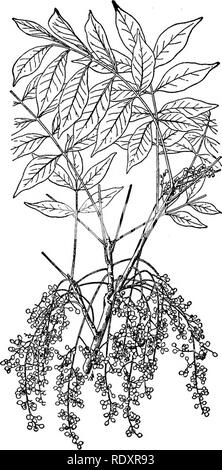 . Un manuale di piante velenose, principalmente nel Nord America orientale, con brevi note su economico e piante medicinali e numerose illustrazioni. Piante velenose. 610 manuale delle piante velenose. Fig. 343. Poison Sumac ^Khus Vernix), mostra- ing foglie e frutti e foglie-cicatrici, one-quarta dimensione naturale. (Chesnut, U. S. Dept. Agr.) una sensazione di irritazione attorno agli occhi e alla gola da esemplari di quercia di veleno raccolti sul primo denominato data, mentre si lavora con gli impianti sotto un Argand bruciatore a gas, ma nulla è stato notato. Assenza di sintomi sgradevoli sono state osservate dalla quercia di veleno {R. ve Foto Stock