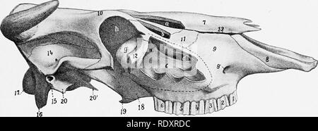 . L'anatomia di animali domestici . Anatomia Veterinaria. Ossa dell'arto toracico 145 la biforcazione del processo zigomatico del malar. Esso si estende anche verso l'alto e all'indietro attraverso una grande apertura in una cavità formata dai dotti lacrimali, frontale, sinusite etmoide, e ossa turbinal, al lato mediale dell'orbita.ho il pavimento della cavità è irregolare e le radici delle ultime tre o quattro denti guancia progetto fino in esso, coperta da una piastra ossea. Il sinus comunica con il Palatino sinus liberamente oltre il canale infraorbital attraverso una apertura ovale da circa due a tre pollici (ca. 5 a 7.5 c Foto Stock