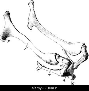 . L'anatomia di animali domestici . Anatomia Veterinaria. Condilo incisivi L ' ANGOLO superficie Symphyseal Fig. 136.-metà destra op Mandibola di Ox; vista mediale. 1, forame mandibolare; 2, la scanalatura per il nervo linguale. il nervo linguale curve in avanti e verso il basso da esso. Condilo progetti medialmente oltre nel cavallo ed è concava da lato a lato. Il processo coronoid è ampia e le curve all'indietro. Il hyoid osso è un breve tuberosa processo linguale. Il centro cornua sono quasi grande come il piccolo cornua. Il grande cornua sono strette, tranne che in corrispondenza delle estremità. La estremità superiore divide Foto Stock