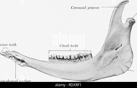 . L'anatomia di animali domestici . Anatomia Veterinaria. 140 lo scheletro del bue sei alveoli per la guancia inferiore denti; Il primo è abbastanza piccola e aumentano di dimensioni da davanti all'indietro. La parte verticale è molto più piccolo del cavallo e del suo bordo posteriore è relativamente sottile di seguito, conca:/e e una più ampia di cui sopra. Il forame mandibolare è circa a metà della sua superficie mediale e una scanalatura per Coronoid processo. Condilo incisivi L ' ANGOLO superficie Symphyseal Fig. 136.-metà destra op Mandibola di Ox; vista mediale. 1, forame mandibolare; 2, la scanalatura per il nervo linguale. linguali ner Foto Stock