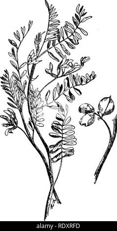 . Un manuale di piante velenose, principalmente nel Nord America orientale, con brevi note su economico e piante medicinali e numerose illustrazioni. Piante velenose. ROBINIA-astragalo 563. Fig. 311. Massa prugna (astragalo caryocarpus). Non è noto se questa specie è velenoso o non, al- anche se alcune delle specie correlate sono noti per essere velenoso e appartengono al loco erbacce. Si è detto che i baccelli di questa specie sono commestibili. (Ada Hayden.). Si prega di notare che queste immagini vengono estratte dalla pagina sottoposta a scansione di immagini che possono essere state migliorate digitalmente per la leggibilità - colorazione e appe Foto Stock