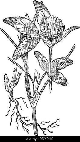 . Un manuale di piante velenose, principalmente nel Nord America orientale, con brevi note su economico e piante medicinali e numerose illustrazioni. Piante velenose. LEGUMINOSAE-TRIFOLIUM 555 ma soprattutto sugli arti, corpo e groppa. L'occhio i sintomi sono costituiti da una marcata congiuntivite con gonfiore delle palpebre, sensibilità alla luce e una scarica acquosa da uno o da entrambi gli occhi. Le mucose della bocca diventano infiammato (stomatite), ulcere forma, e l'animale slobbers e si rifiuta di mangiare. I casi avanzati sono spesso accompagnati da emacia- zione. La lingua è di solito affecte Foto Stock