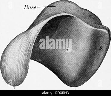 . L'anatomia di animali domestici . Anatomia Veterinaria. .1 pi'X Fig. 100.-DIRITTO rotula del cavallo; vista anteriore. 1, Attachnient area del medio legamento rotuleo; 2, zona di attacco laterali di legamento rotuleo e bicipite femorale.. Accessorio apice di cartilagine di Fig. 101.-DIRITTO rotula del cavallo; vista posteriore. 1, parte mediale, 2, parte laterale della superficie articolare. su la troclea della piega femorale, e separa due aree concave. Di quest'ultimo, quello mediale è di gran lunga il più grande e non è verj^ ben adattata al corrispondente risalto del trochlea; allo stato fresco, tuttavia è completata e Foto Stock