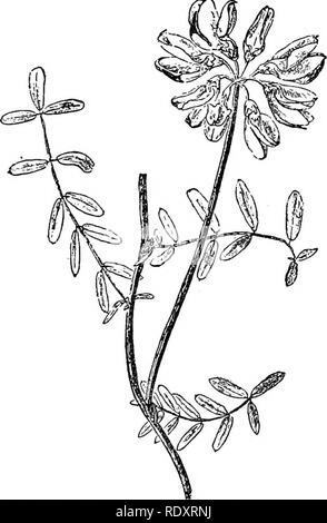 . Un manuale di piante velenose, principalmente nel Nord America orientale, con brevi note su economico e piante medicinali e numerose illustrazioni. Piante velenose. LEGUMINOSAE 523 prima rimosso. Fava (Vicia faba) è molto coltivata in Europa - sia per alimentazione animale e umana. I semi di paprika africana sono utilizzati aa cibo dei nativi africani e in Abissinia e nell'arcipelago indiano sono apprezzati come un buon sostituto per il caffè. La Australian bargigli (Acacia), di cui vi sono molte specie, variare- sensibilmente in termini di dimensioni. La corteccia di alcuni di questi è usata per fini di abbronzatura. Il legno è Foto Stock