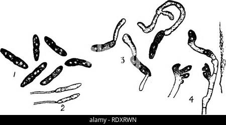 . Un manuale di piante velenose, principalmente nel Nord America orientale, con brevi note su economico e piante medicinali e numerose illustrazioni. Piante velenose. 286 manuale delle piante velenose Janczewski che ha studiato la vita la storia di Septoria graminum afferma che questa rappresenta la fase pycnidial di Leptosphaeria tritici e che la forma conidial è il Cladosporium herbarum. Non abbiamo trovato la Septoria nello Iowa sebbene il Cladosporium è comune. La Septoria tritici Desm. è strettamente legata a quanto sopra e dovrebbe di per- haps essere considerata come nulla più che una forma variabile oi S. gr Foto Stock