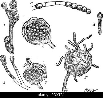 . Un manuale di piante velenose, principalmente nel Nord America orientale, con brevi note su economico e piante medicinali e numerose illustrazioni. Piante velenose. 248 manuale delle piante velenose dettagli della struttura di questo fungo è stato dato da ulivi,' Barker,^ e Ikeno 3 e di un documento che sarà pubblicato dal dottor Buchanan. Il dottor Buchanan trovato questa specie in imbarazzo il mais insilato, virhich era responsabile per la morte di numerosi cavalli in Iowa. Questa specie probabilmente è stata la causa della malattia, questo fungo che si verifica solo nel caso in cui aria aveva accesso all'insilato. Il fungo trovato dalla Harz prod Foto Stock