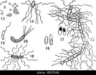 . Un libro di botanica per scuole e università ... La botanica. THALLOPHYTES II riproduzione solo mediante moltiplicazione vegetativa, la cella-divisioni sono semplici ma notevolmente in rapida successione. Tuttavia, nella maggior parte delle forme non vi è la clorofilla, in modo tale che i batteri nei principali sono parassiti e saprofiti. L immensa importanza economica di batteri ha stimolato la loro indagine in misura tale che la batteriologia è diventata un settore distinto della ricerca, con la sua tecnica speciale. Uno schema di impianto mor- phology può indicare solo l'esistenza di questa grande regione di ricerca, per entrare Foto Stock